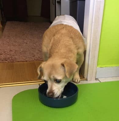 Nele frisst wieder - große Freude! Nele frisst wieder - große Freude!