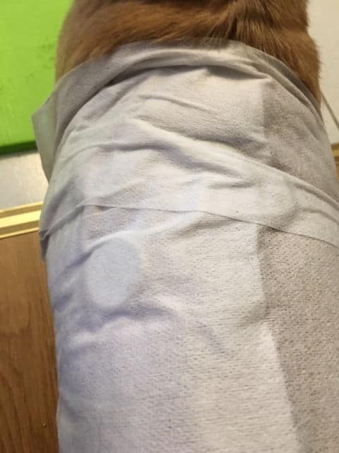 Der Sensor auf Neles Rücken zur Messung des Blutzuckerspiegels Der Sensor auf Neles Rücken zur Messung des Blutzuckerspiegels