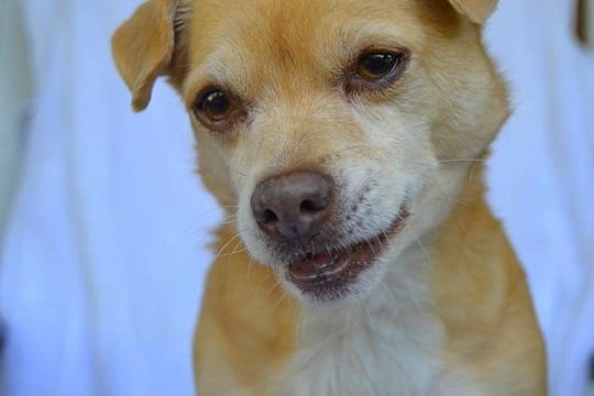 Wieder glücklich am Futternapf Nele im Hundeblog