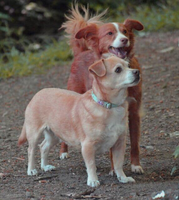 Alter Hund mein altes Mädchen.