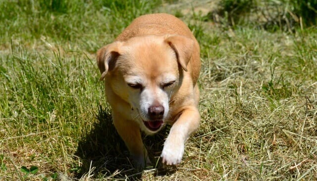 Zeit, an den Abschied zu denken. irgendwann. Nele ist eine Seele von Hund