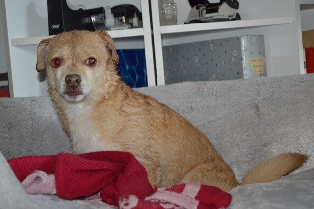 Eine Lieblingsbeschäftigung: Sitzen und gucken.