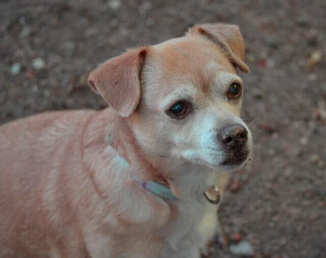 Unsere Hundeoma. Noch ist sie meist fit.