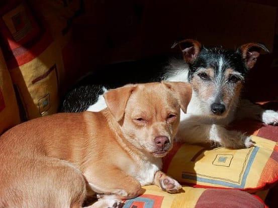 Mein bester Freund Tyson